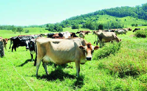 Investment in agribusiness has fallen in the region on the back of January floods. Investment in agribusiness has fallen in the region on the back of January floods.